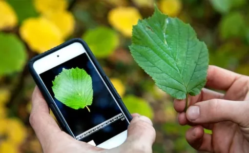 Baixar Aplicativo para Identificar Plantas